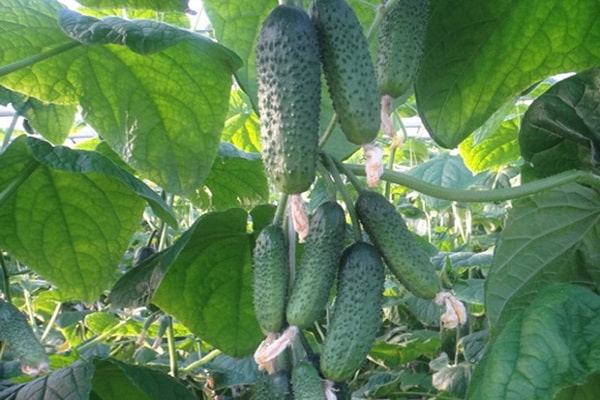 early ripening hybrids