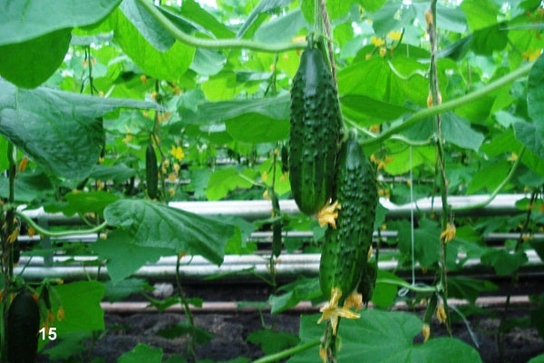 variété de variétés
