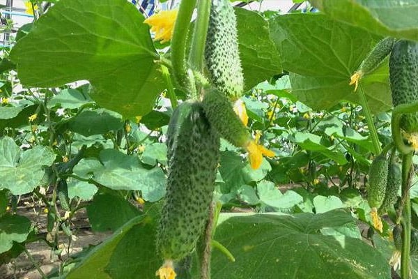  early maturity of fruits