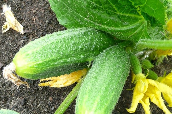harvest of cucumbers