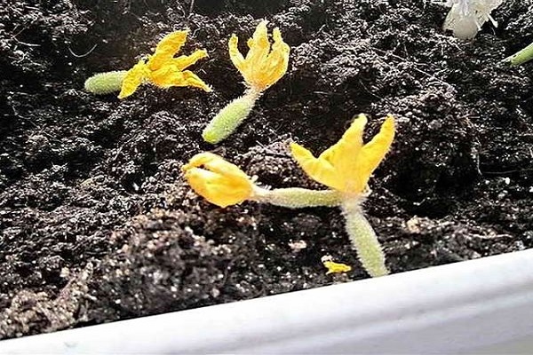 blommor faller