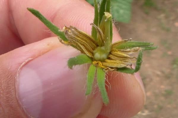 rutten blomma