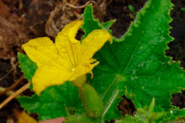 blomma, men ingen frukt