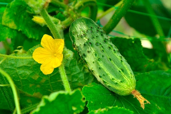 blomma och frukt