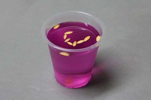 água rosa