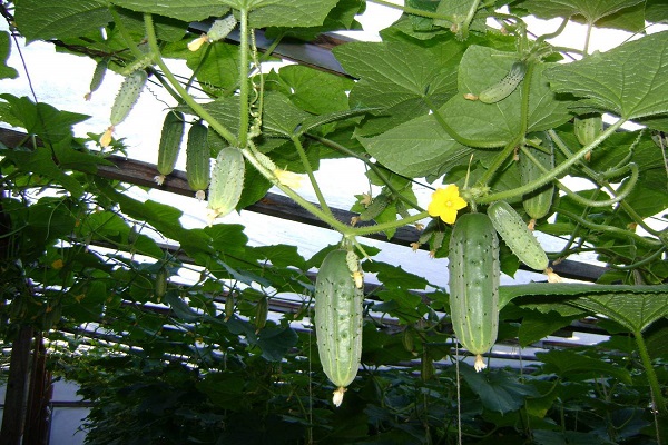 Sibirische Ernte