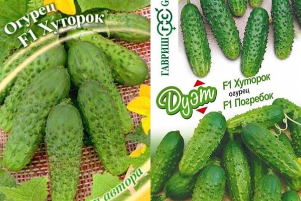 hutorok cucumber seeds