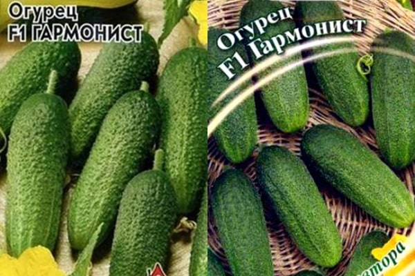 Gurkensamen Akkordeon