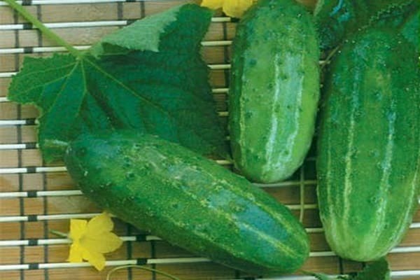 пењање краставац