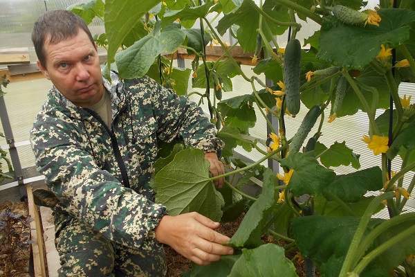 краставци опрашени пчелама