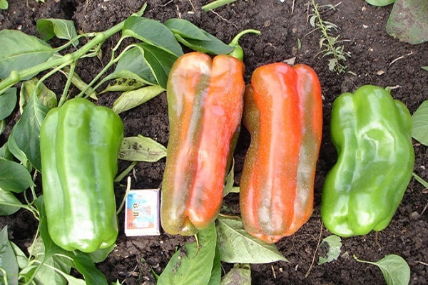 pimenta cacatua