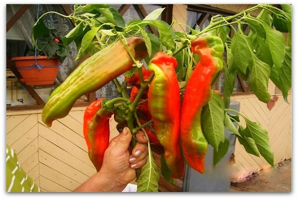 cobrindo as camas