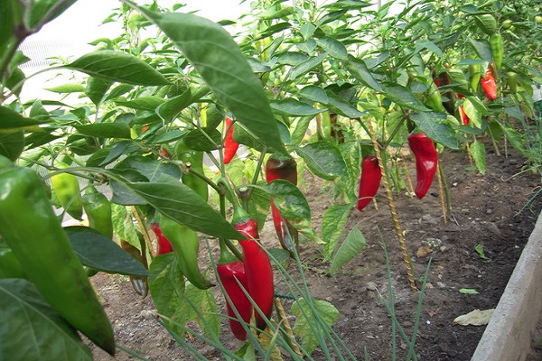 cresce pimenta