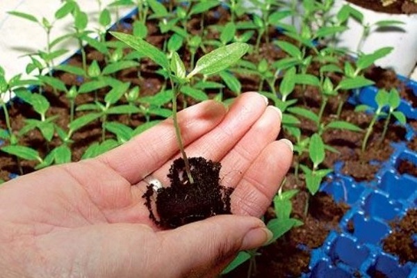 plants get
