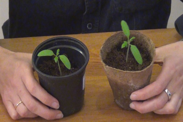 preparation for transplant