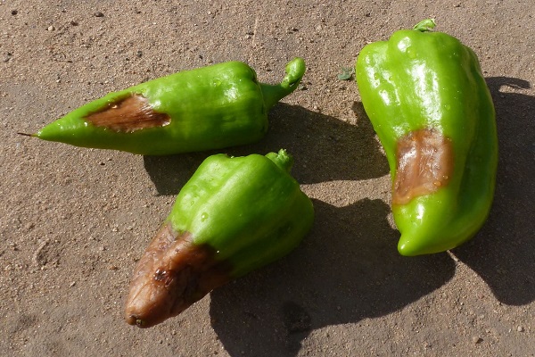 bulgarische Sorten
