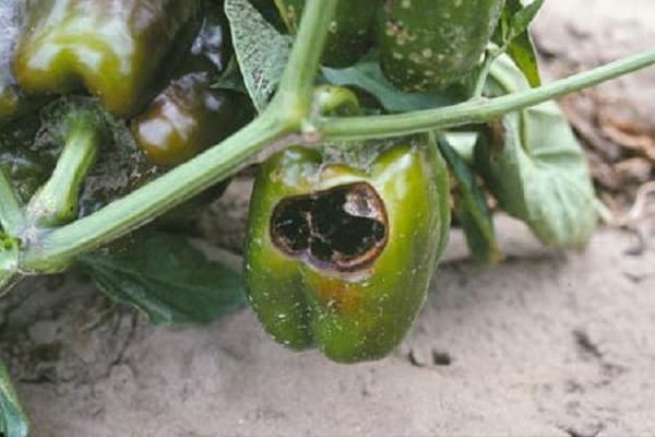 Top Rot