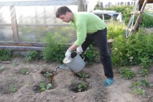 Kaip ir kaip žiedinius kopūstus maitinti atvirame lauke
