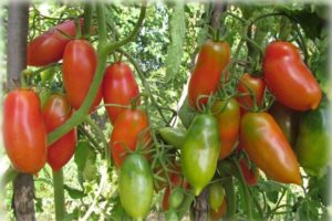 Die besten und produktivsten Tomatensorten für Sibirien im Gewächshaus