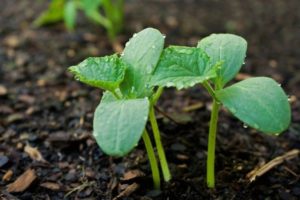 Cách trồng, phát triển và chăm sóc cây giống dưa chuột đúng cách