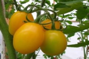 Characteristics and description of the tomato variety Radunitsa, reviews of gardeners