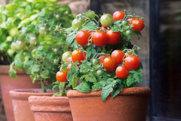 small vegetable garden