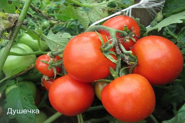 ποικιλία Dushechka