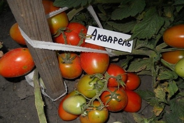 συγκομιδή ακουαρέλα