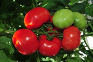 Überprüfung der besten frühen Tomatensorten, wie und wann sie gepflanzt werden sollen