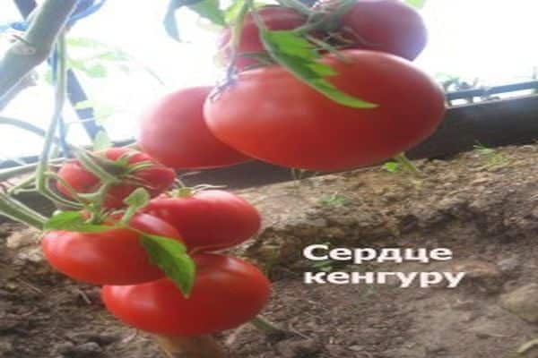 добив на домати