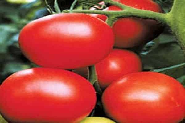 tomato slavic masterpiece