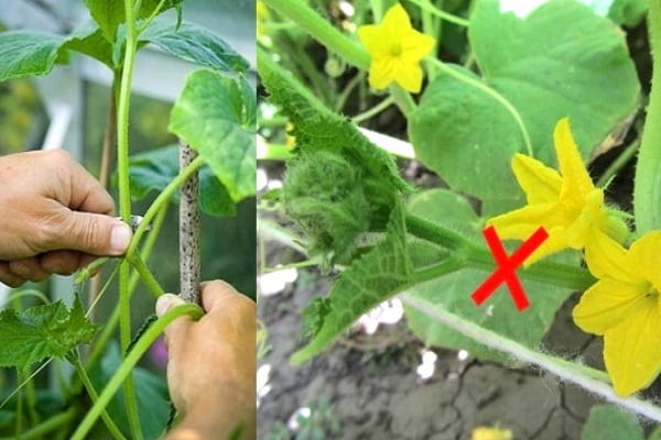 sơ đồ véo dưa chuột