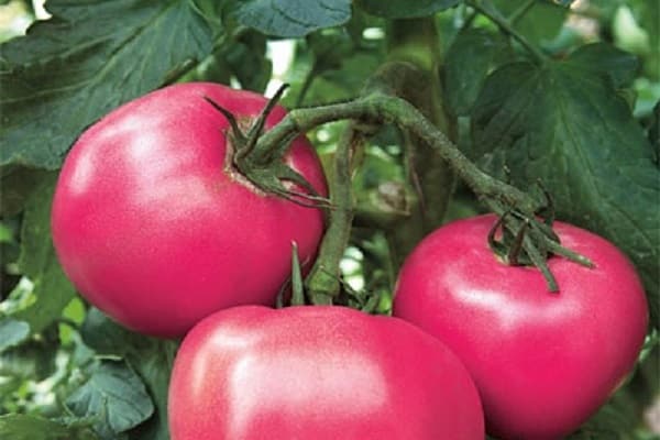 jardiniers appréciés
