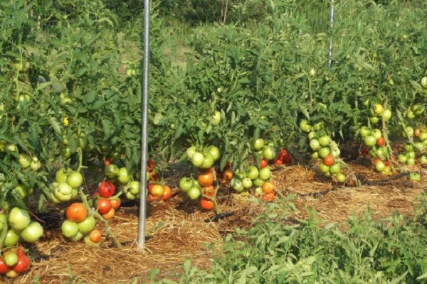 quelles tomates