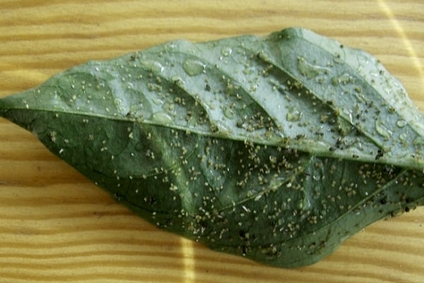 mucus collant