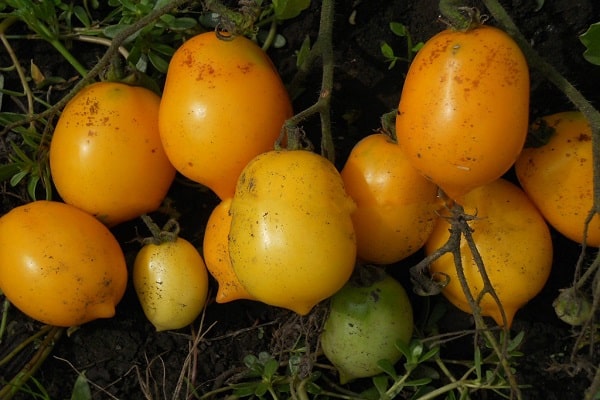 ripe tomatoes
