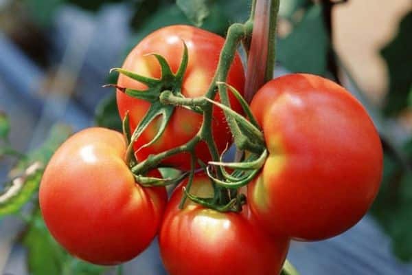 Tomato fruit