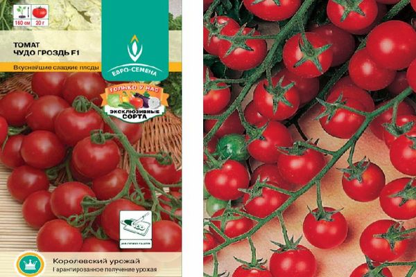 Kleine Tomaten