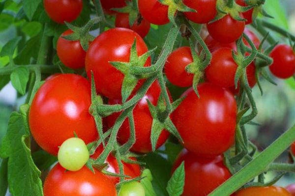 Reife Tomaten