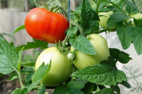 Tomates non mûres