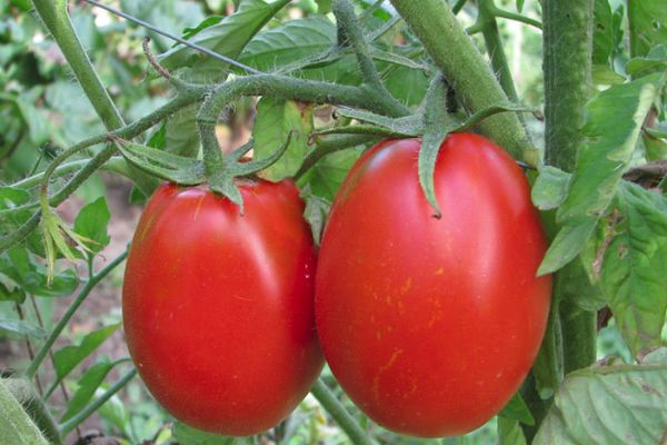 tomato rookie