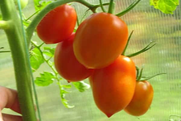 вкус