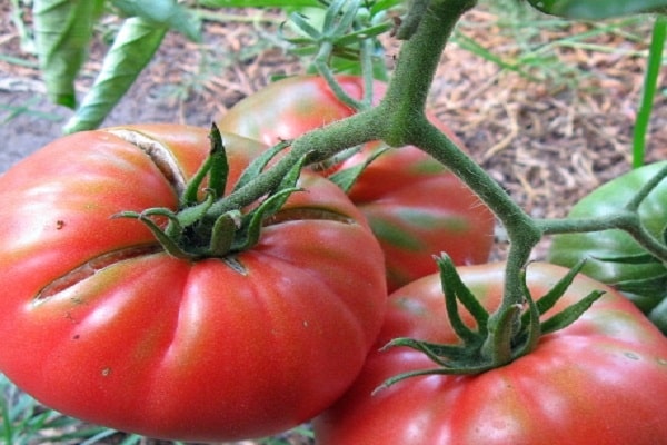 ripening period
