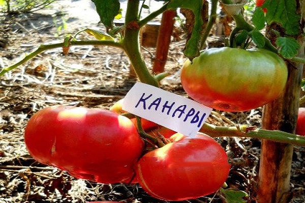 round fruits
