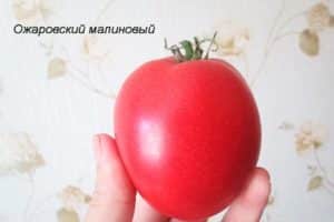 Popis odrůdy rajčat Raspberry Ozharovsky, výnos a péče