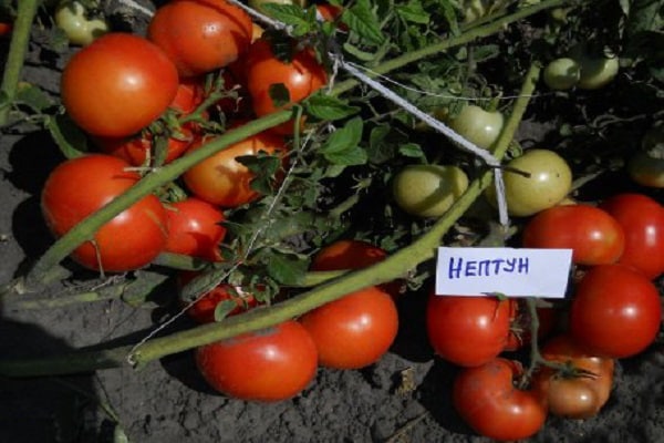 доматен нептун
