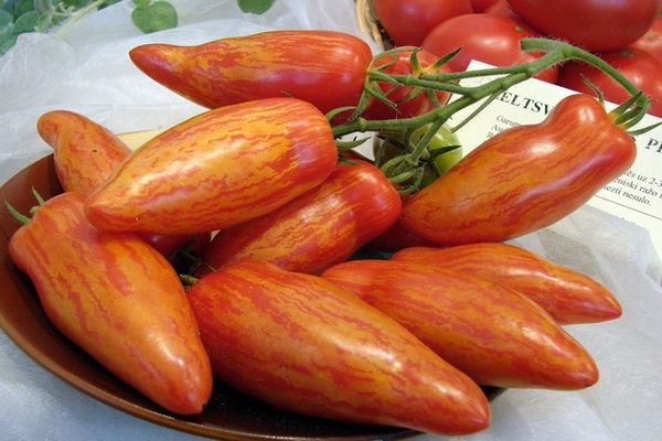 sherkhan tomato