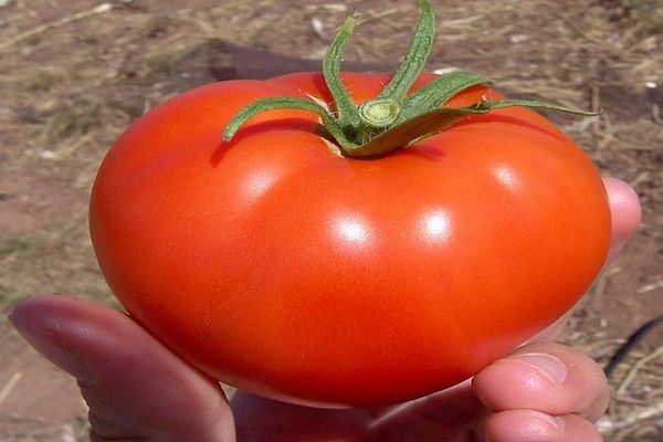 Tomaten pflanzen