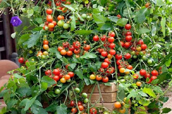 tomato waterfall