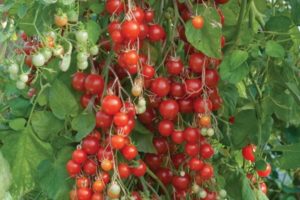Description of ampelous tomato variety Waterfall, its cultivation and care